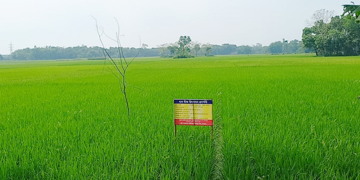 চাঁদপুরে ৬৩ হাজার হেক্টর জমিতে বোরো আবাদ
